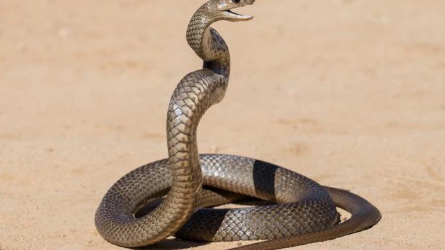 Coiled snake with its head raised