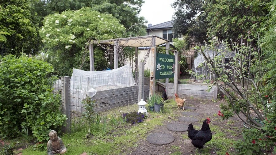 Garden at Mental Health CCU with chicken
